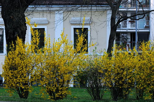 Frühling in Wien