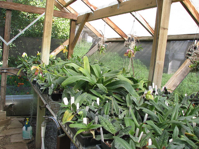 In the paph shadehouse