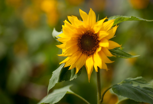 Hướng dương - sunflower