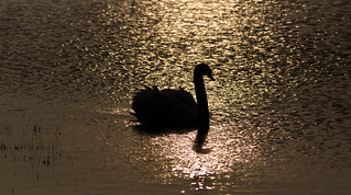 Mute Swan In The Setting Winter Sun - Frampton Shore 2013
