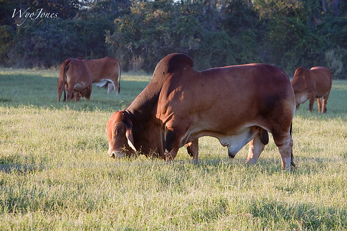 grass rural texas cattle bull hempstead pasture np prairieview wallercounty civilwarweekend liendoplantation wyojones redbrahma