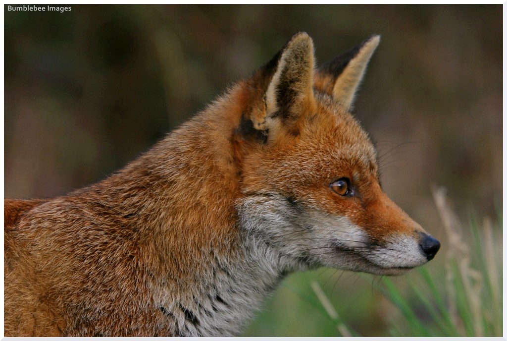 Белорусская лиса. Островная лисица. Sweet f. Sweet Fox. Fox ii