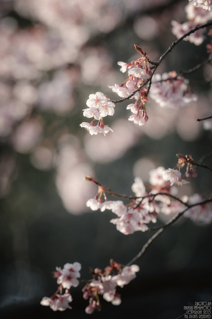 Kanzakura （winter cherry blossoms）