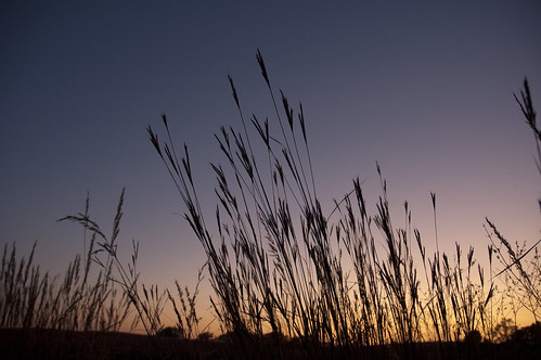 sunset grass silhouette country prairie springcreekauduboncenter