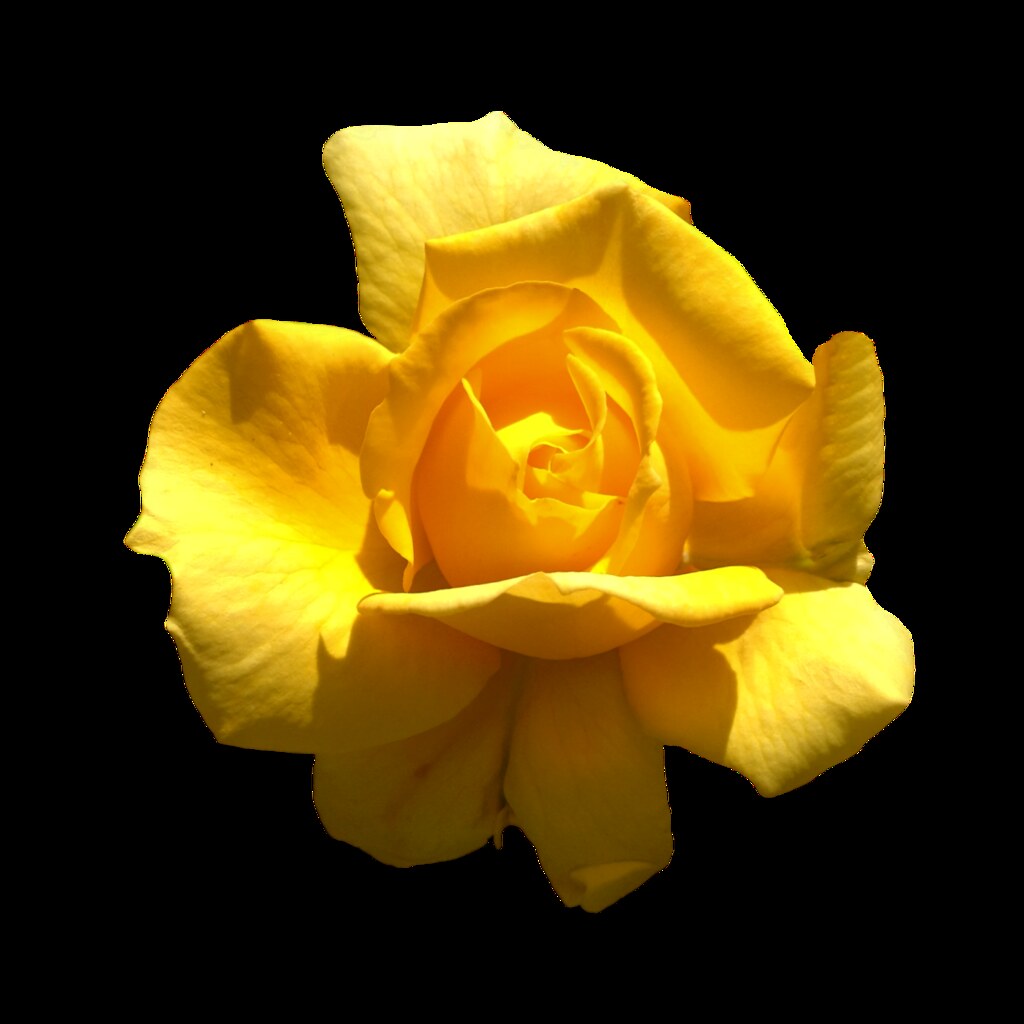 Yellow Rose - Png file - Attention only the maximum original size is in png format