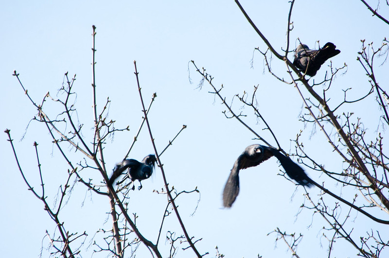Party of jackdaws