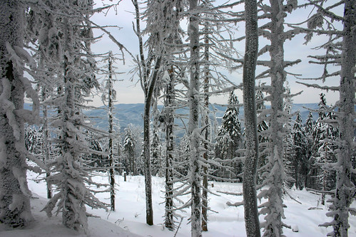 trees winter snow canoneos300d beskydy mygearandme mygearandmepremium mygearandmebronze mygearandmesilver mygearandmegold thebeskidsmountains