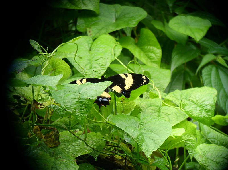 Homerus Swallowtail, Papilio homerus