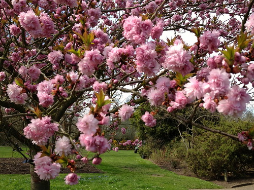 Kew cherry blossom - Prunus Asano | by Fran Pickering