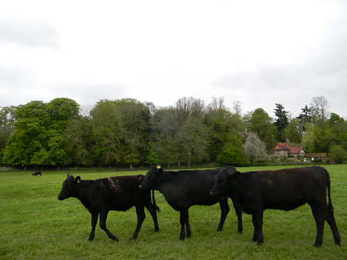 Black cows Shiplake to Henley