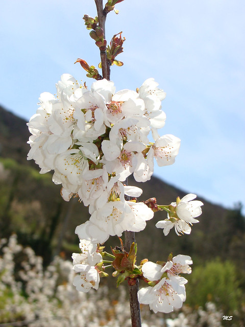 Águas Frias (Chaves) - Cerejeiras em flor