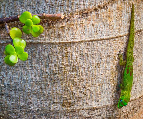 Maui gecko | by shawncrowley1