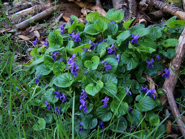 patch of violets