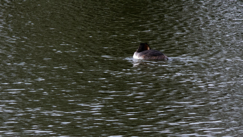 Great crested grebe preening