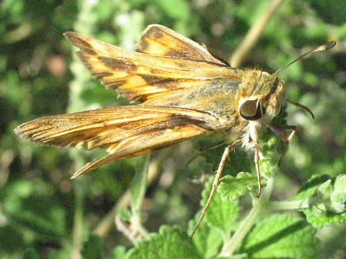 arizona usa butterfly skipper lepidoptera hesperiidae davidbygott