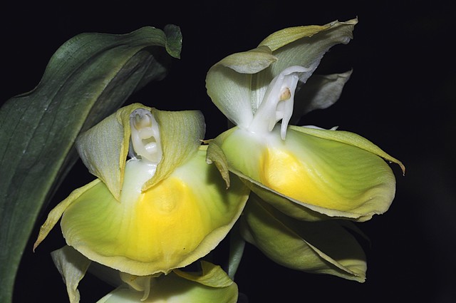 Orchidée, 2