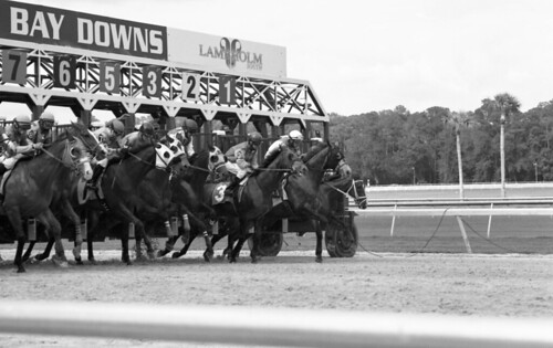 horses blackandwhite bw horse film monochrome analog race canon downs tampa bay gate kodak 85mm racing horseracing a1 f18 thoroughbred iso320 startingline bw400cn tampabaydowns fdn