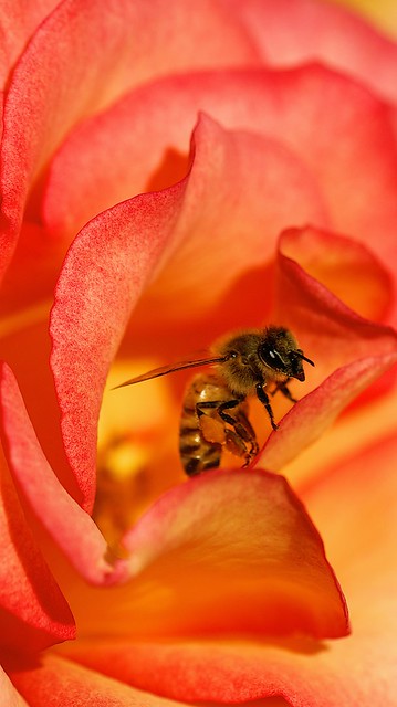 Bee Rosas