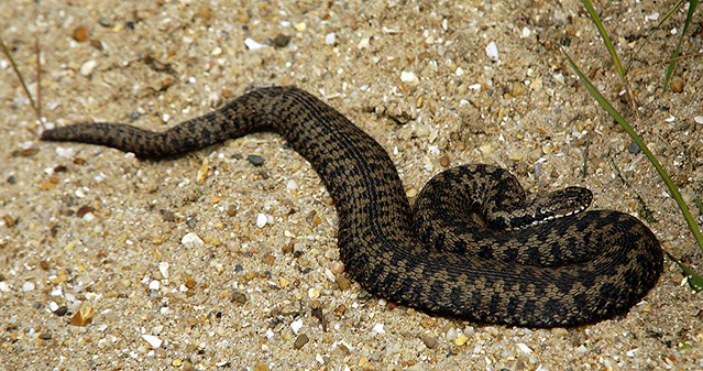 uk adder