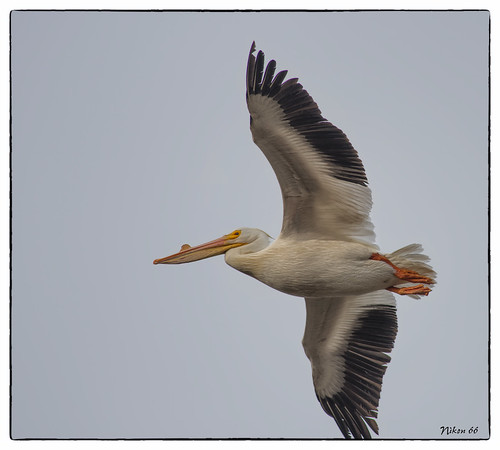 Pelican in Flight at B. K. Leach Memorial Conservation Area by Nikon66