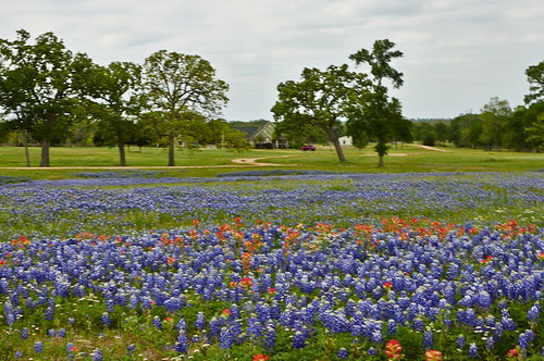 texas wildflowers bluebonnets grimescounty
