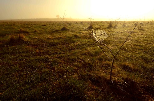 sunrise dew hertfordshire webs nikond3200 sandridge heartwoodforest hertfordshirelandscapes timandrewsphotography heartwoodmeadow