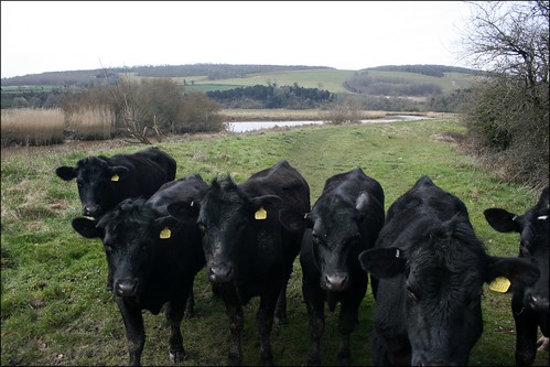Cows near Burpham 