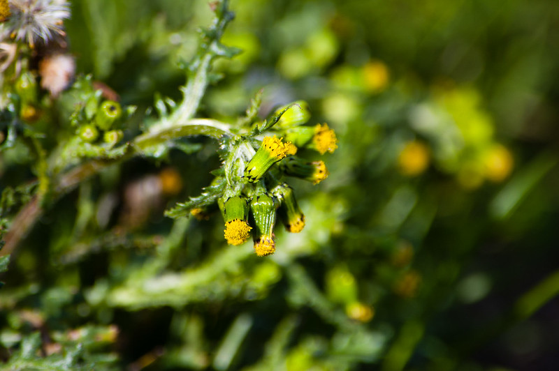 Groundsel flowers