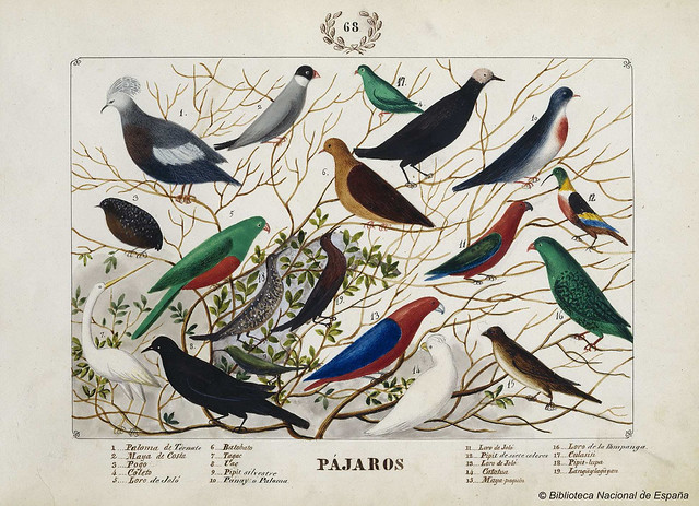 Pájaros, 1847