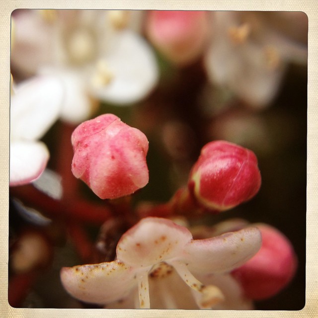 Tiny red flowers...