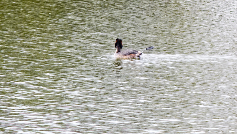 Great crested grebe cocking a leg