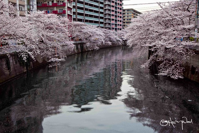 Tokyo Sakura 1
