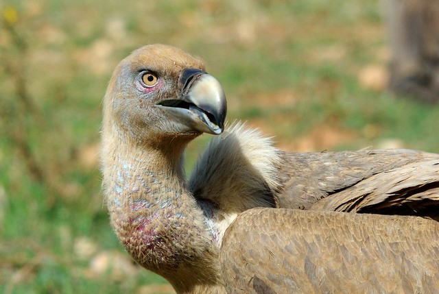 Les vautours de la Sierra de Guara (Aragon/Espagne)
