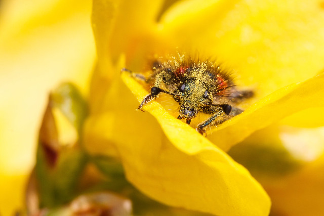 Clairon commun - Beehive Beetle.jpg