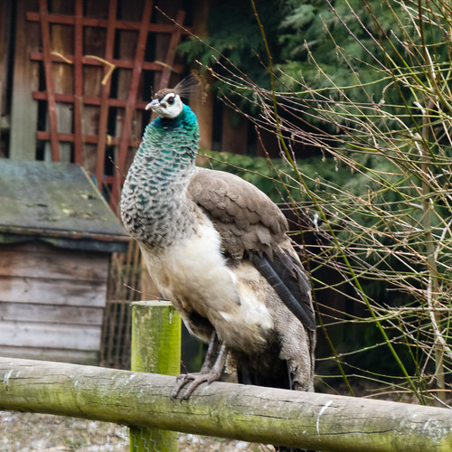 Peahen on a fence