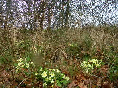 Primroses Oxted to Lingfield