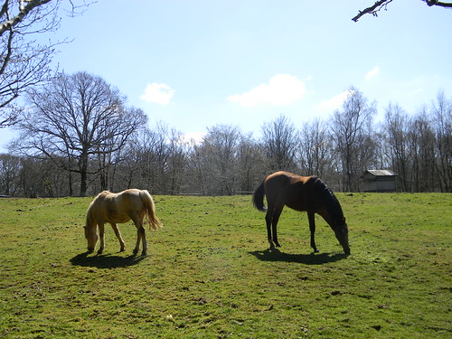 Horses In a field Robertsbridge to Battle