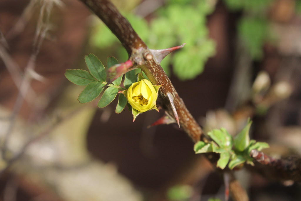First rose bud (Norwich Canary) | Petleg9 | Flickr