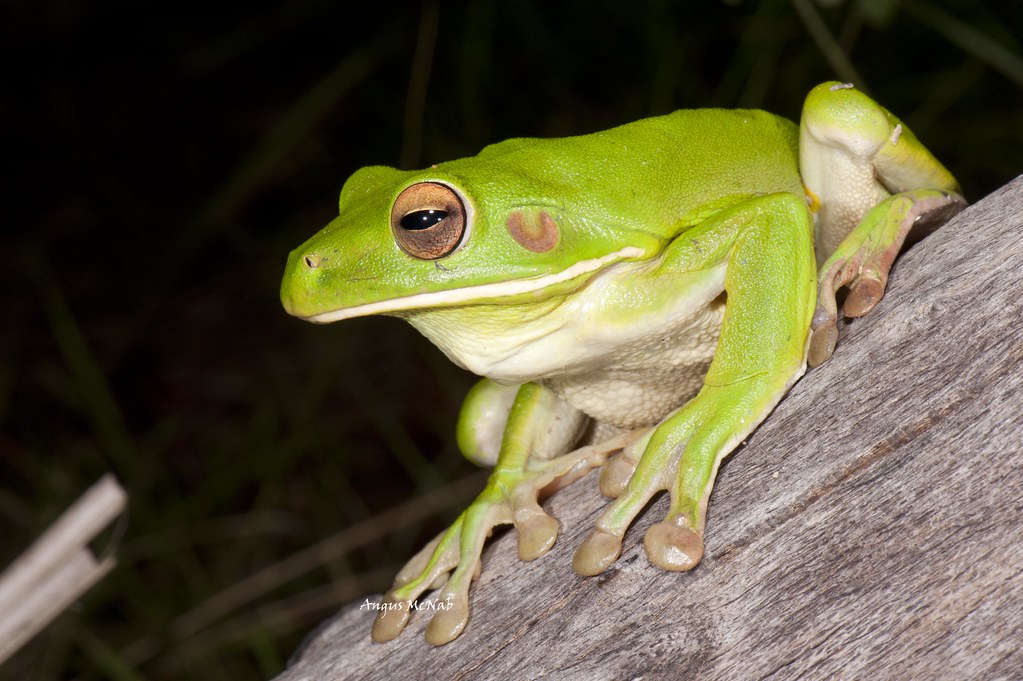 Labed Tree Frog White-lipped Tree Frog (Litoria infrafrenata) | White-lipped… | Flickr