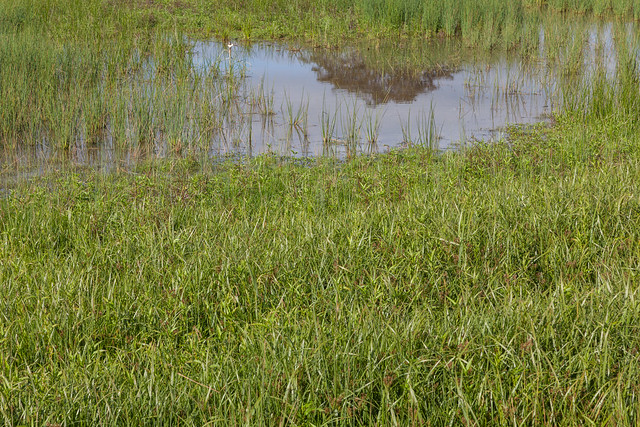 Thriving Newly Constructed Wetlands
