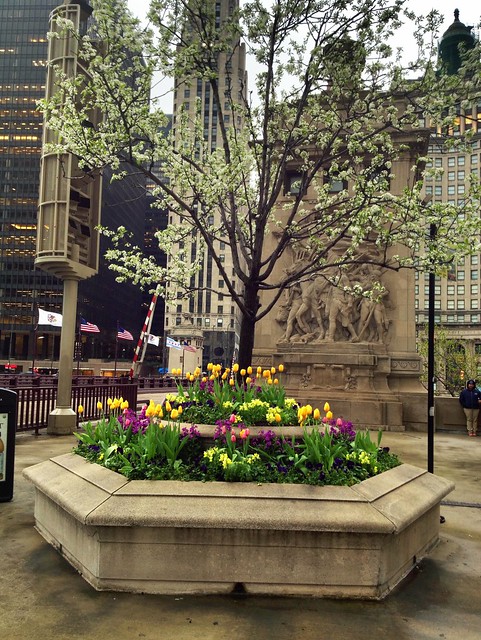 Tulips and blooming trees in Chicago