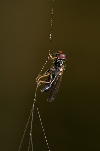 Trapped in a Web (Hoverfly)