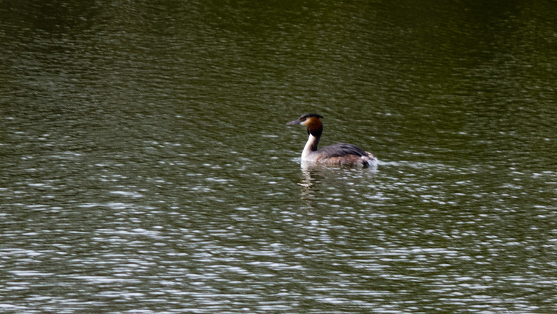 Great crested grebe on patrol