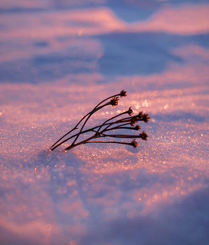 Survivor by pvanhala, Survivor of the rough winter at the top of Hirvensalo hill in Turku, Finland.

Fusion exposure compo