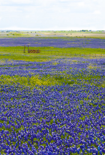april bluebonnet ennis flower gate rural tporter2006 texas wildflower enteredpinnaclemay13 fav10 field spring