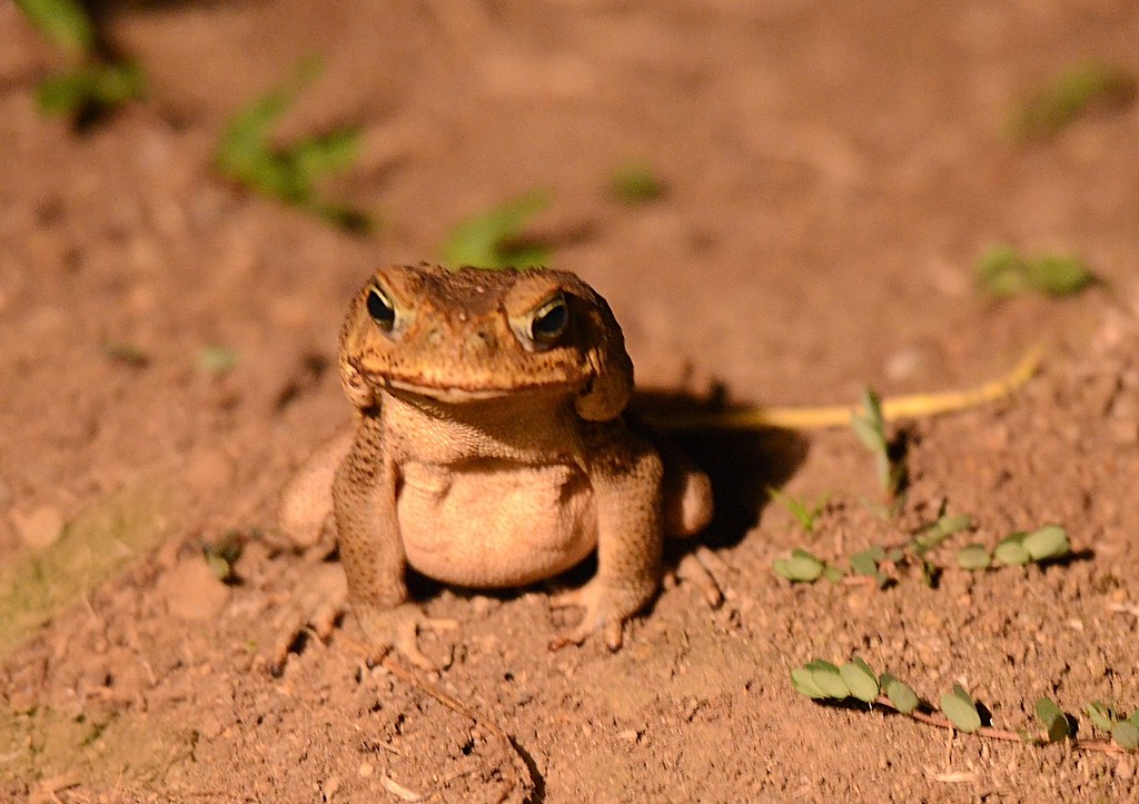 Toad you so... | Costa Rican cane toad | Preston Pictures | Flickr