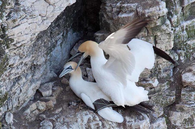 Gannets. Love on the rocks