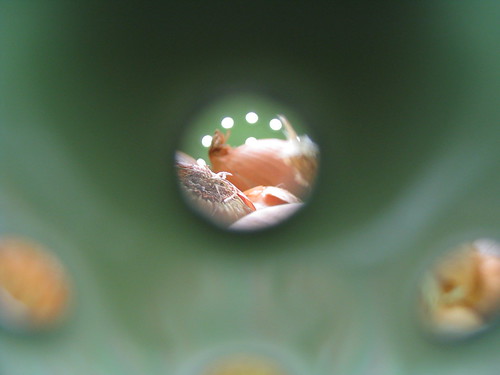 peek | by crime scene