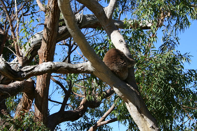 Koala - Yanchep Park - 1