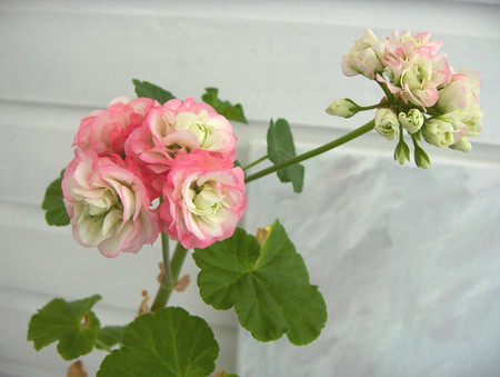 Pelargonium Appleblossom Rosebud 2 | Posidriv | Flickr